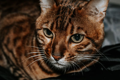 Close-up portrait of tabby cat