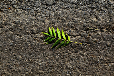 Directly above shot of leaves on road