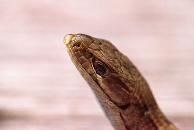 Close-up of lizard