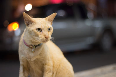 Close-up portrait of cat sitting outdoors