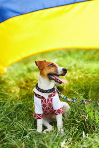 Cute puppy jack russell terrier- a patriot of ukraine