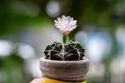 Close-up of plant against blurred background