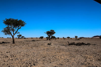 Trees on landscape against clear blue sky