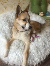 High angle view of dog relaxing at home