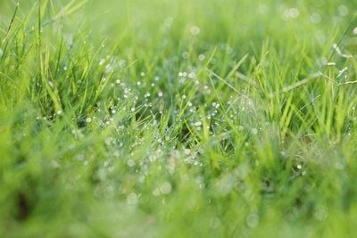 Full frame shot of water drops on grassy field