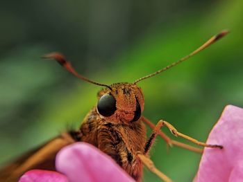 Close-up of insect on flower
