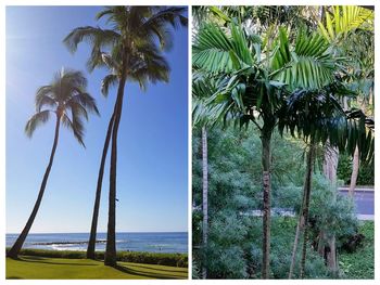 Palm trees on beach