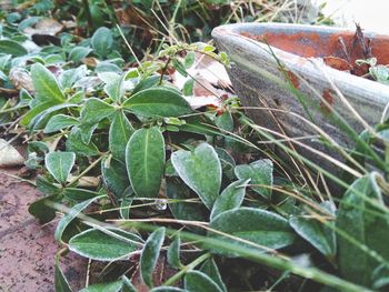 High angle view of green plant on field