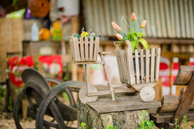 Close-up of potted plant on table