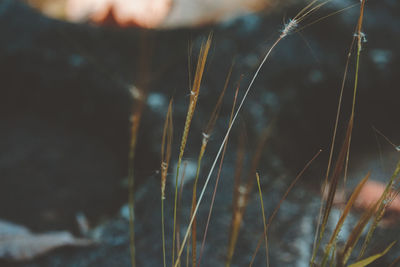 Close-up of grass growing on field