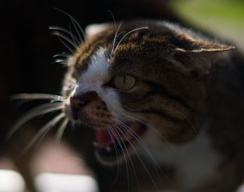 Close-up of cat looking away