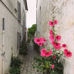 Pink flowers blooming outdoors