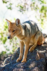 Portrait of cat standing on rock