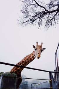 Low angle view of giraffe on tree against sky