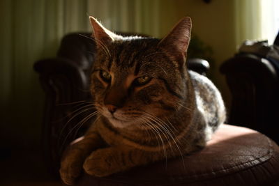 Close-up of a cat at home