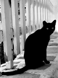 Portrait of black cat sitting outdoors