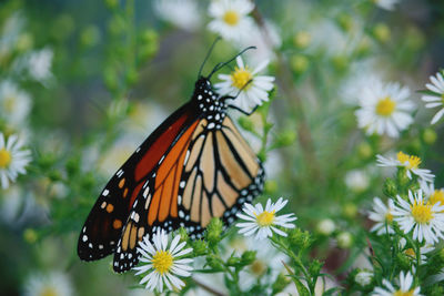 Close-up of butterfly pollinating on flower