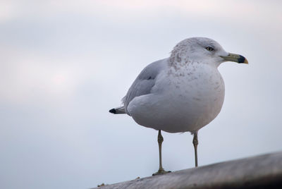 Close-up of seagull perching on railing against sky