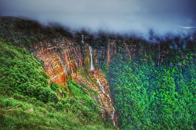 Plants growing on land against sky