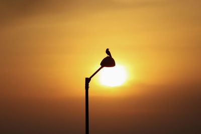 Silhouette bird perching on street light against orange sky