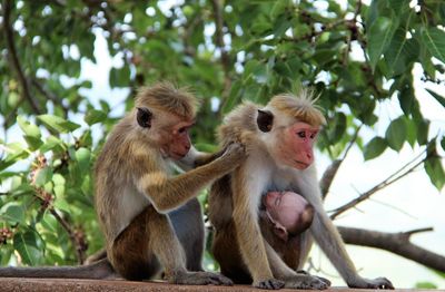 Monkeys with infant against tree