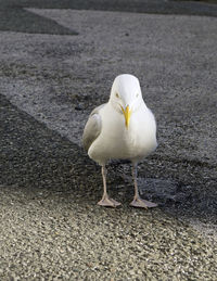 High angle view of seagull on road