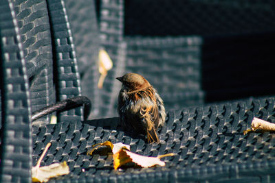 Close-up of birds on metal