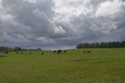 Herd of cows grazing in field