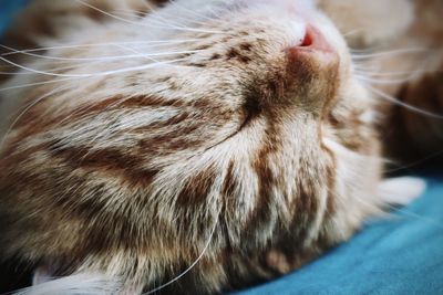 Close-up of a cat
