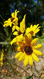 Close-up of yellow flowers blooming outdoors