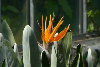 Close-up of yellow flowering plant