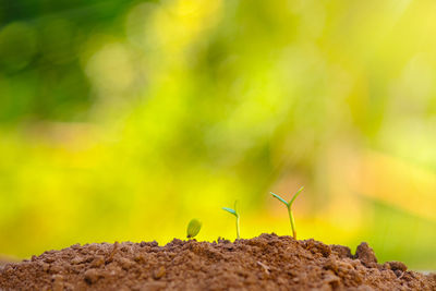 Close-up of an animal on land