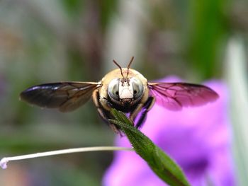 Close-up of insect on flower