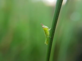 Close-up of insect on plant