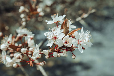 Close-up of cherry blossom