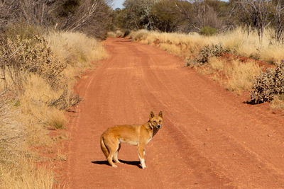 View of a wild dingo on a dirt road in australia