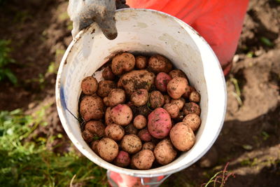 Cropped image of hand holding muddy potatoes in bucket