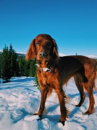 Dog on snow covered field