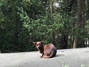 Cat sitting on a tree