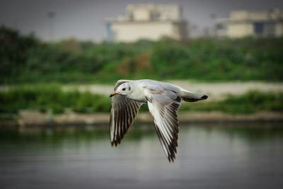 Seagull flying over lake