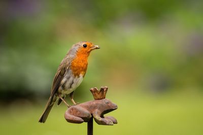 Close-up of robin with worm in beak perching on rusty metallic frog at park