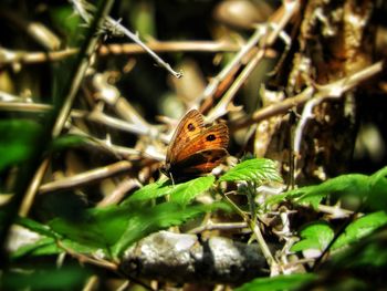 Close-up of butterfly on plant