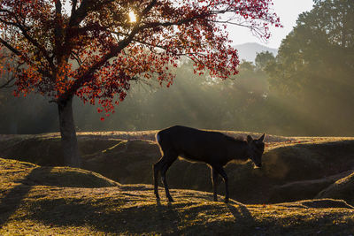 Horse standing in a tree