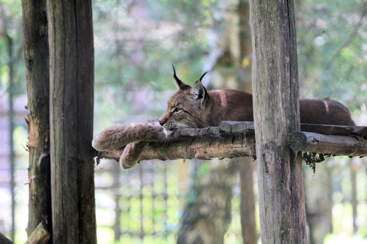 Wildpark Alte Fasanerie