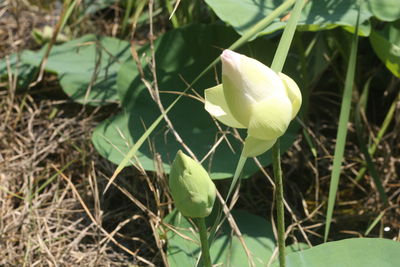 Close-up of white flowering plant on field