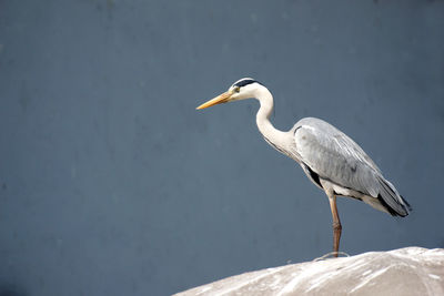 Bird perching on a rock