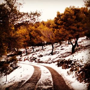 Road amidst trees against sky