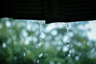 Close-up of water drops on rainy season