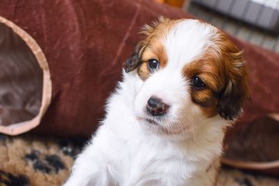 Close-up portrait of dog