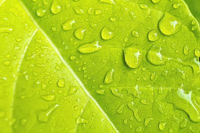 Macro shot of raindrops on green leaf